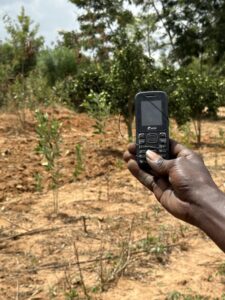 Weather intelligence in the palm of her hand: Euphrasia follows advice that safeguards her harvest.